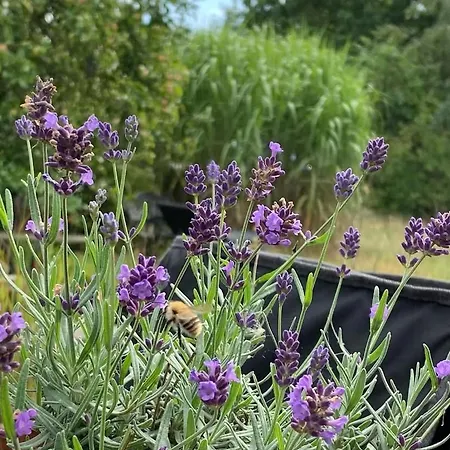 Semesterbostad Cooking Over Fire And Coziness Near Ajstrup Ajstrup Strand